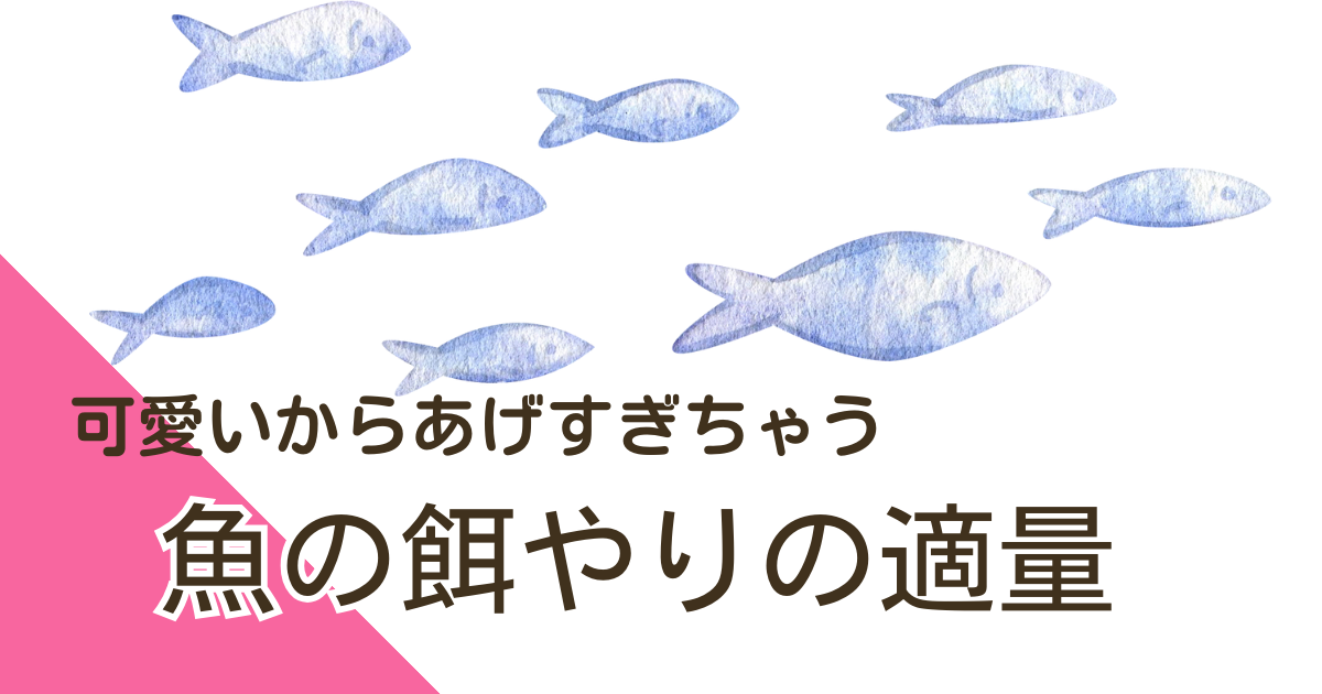 魚の餌やりの適量